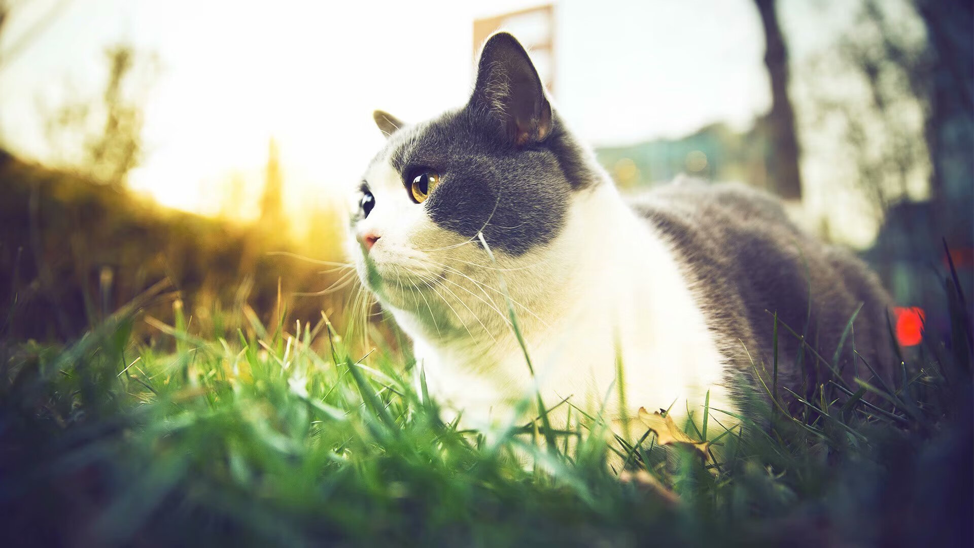 熊猫体育app-中国男足在巴黎奥运会比赛中以2-1战胜阿根廷，中国男足在巴黎奥运会比赛中以2-1战胜阿根廷队为主场