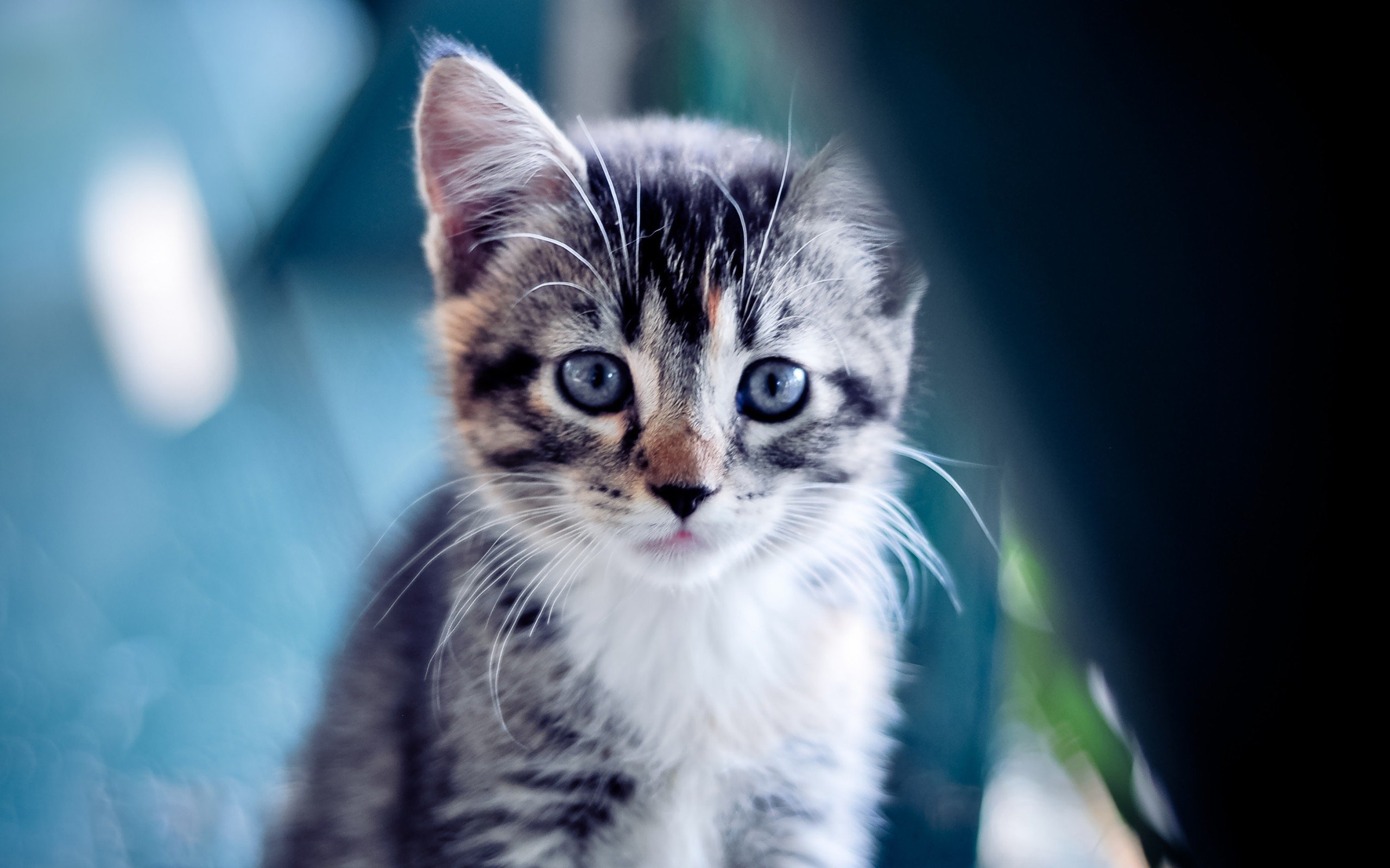 熊猫体育app下载-德国男子篮球队首次闯入奥运四强，德国男篮奥运落选赛名单